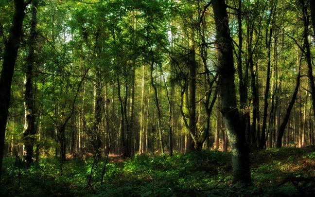 Free download images forests wallpapers wallpaper forest nature 
