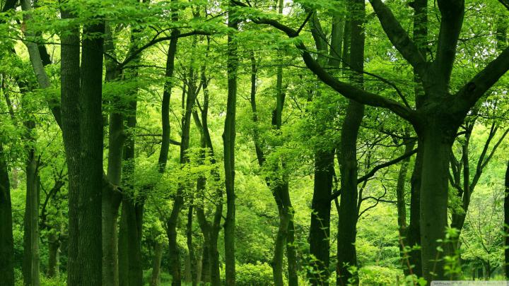Green Forest Wallpapers (75+ background pictures)