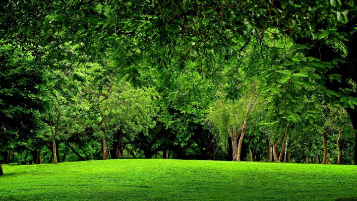 Green Forest Background -