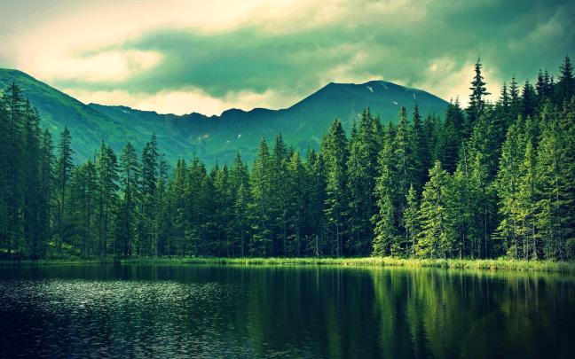 Forest Pictures Wallpaper -