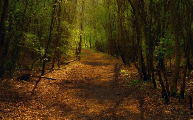Best 23+ Forests Wallpaper on HipWallpaper | Forests Outdoor 
