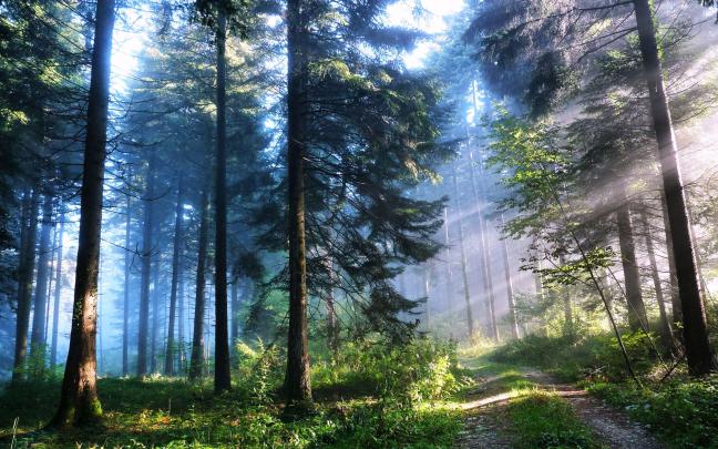 Full HD Forest Wallpapers - Top Free Full HD Forest Backgrounds 