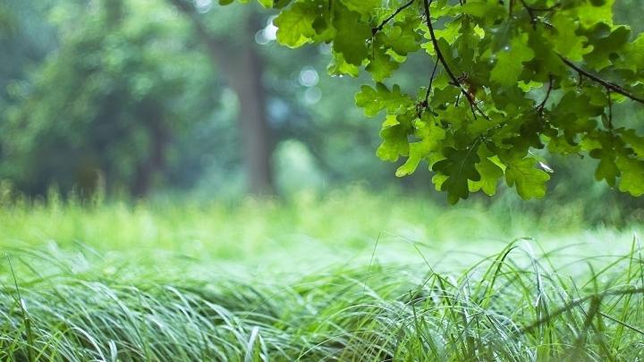 Forest Wallpaper HD (77+ images)