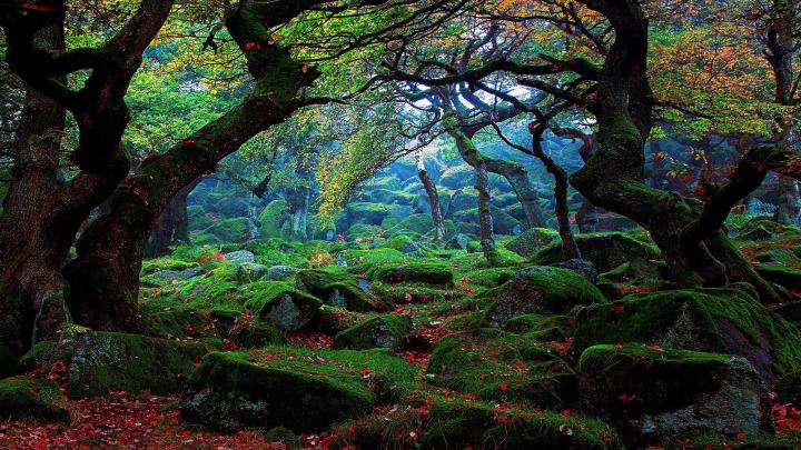 Forest Green Wallpaper (69+ pictures)