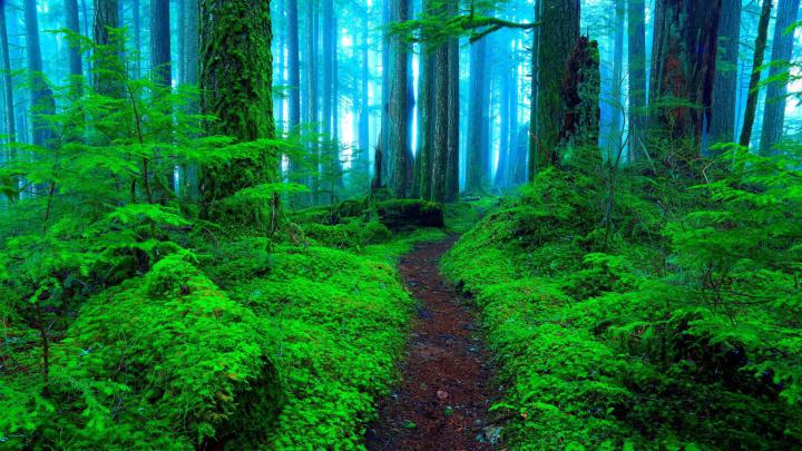 Green Forest Wallpaper (71+ images)