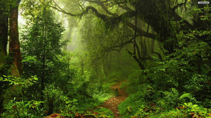Green Forest Wallpaper -