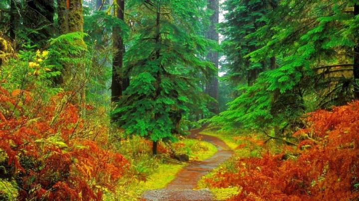 Green Forest High Resolution wallpaper | nature and landscape 