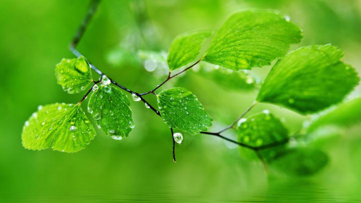 Green Leaf Wallpaper HD (70+ images)
