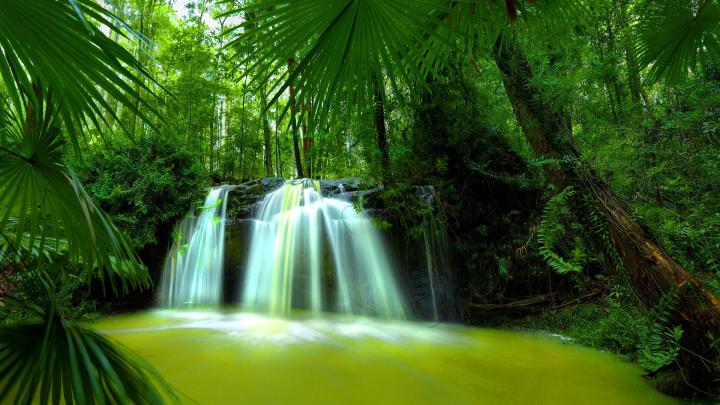 [73+] Nature Forest Wallpaper 