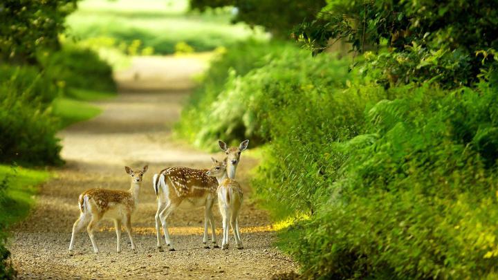 Beautiful Baby Deer Green Nature HD Wallpaper (1920X1080) Need #iPhone 