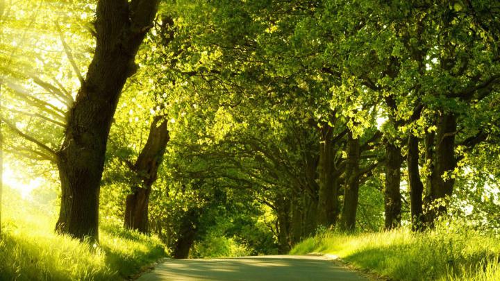 Free download Green Nature Wallpapers HD Pictures One HD Wallpaper 