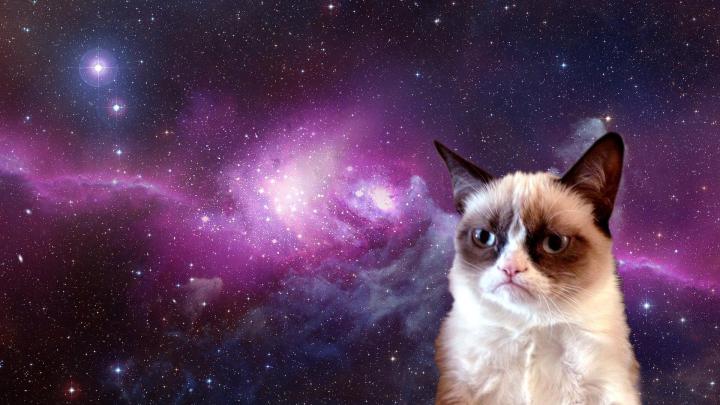 Grumpy Cat Wallpapers - Top Free Grumpy Cat Backgrounds - WallpaperAccess
