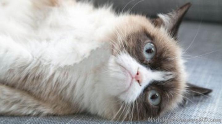 Grumpy Cat Wallpapers (58+ background pictures)
