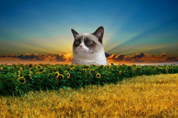 Grumpy Cat wallpaper \u00b7\u2460 Download free stunning HD backgrounds for 