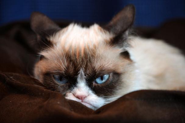 Grumpy Cat Desktop Wallpaper -