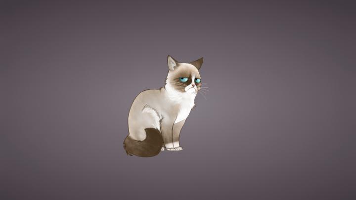Free download Wallpaper 1920x1080 Grumpy cat Meme Cat Full HD 1080p HD 