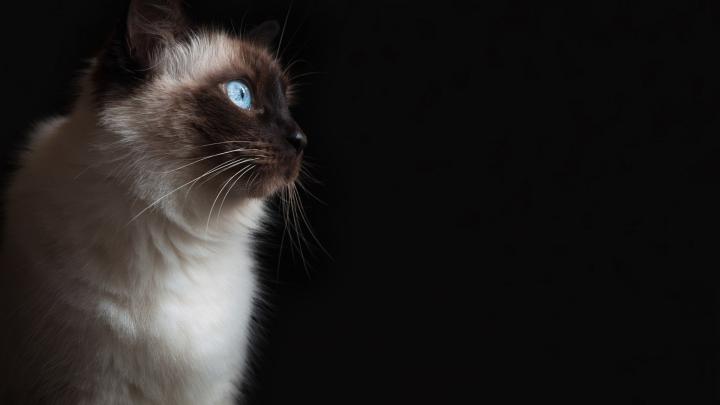 Grumpy Cat Desktop Wallpaper -