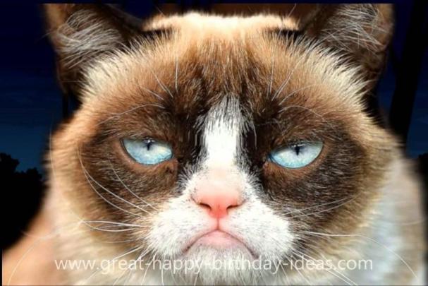 Grumpy Cat wallpaper \u00b7\u2460 Download free stunning HD backgrounds for 