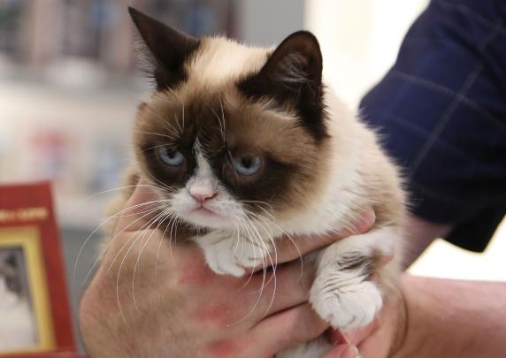 Grumpy Cat Desktop Wallpaper -