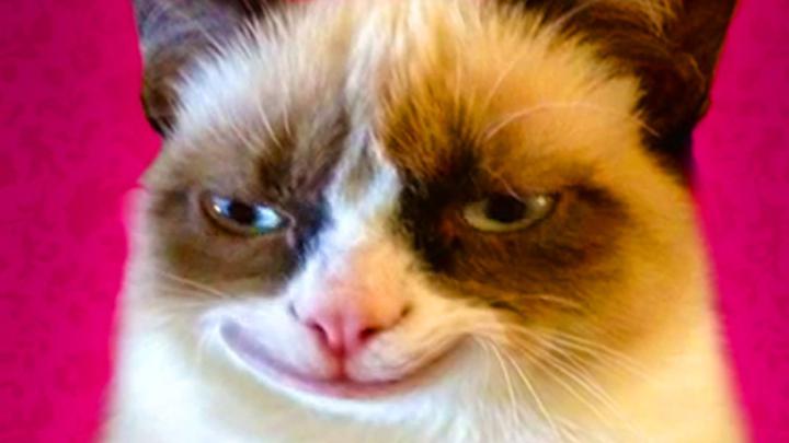 Grumpy Cat wallpaper \u00b7\u2460 Download free stunning HD backgrounds for 