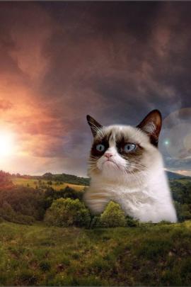 [45+] Grumpy Cat iPhone Wallpaper 