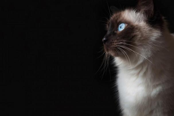 Grumpy Cat wallpaper \u00b7\u2460 Download free stunning HD backgrounds for 