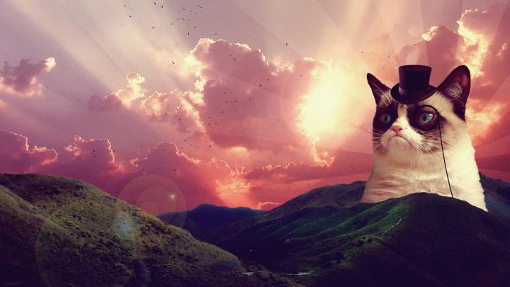 Grumpy Cat Wallpapers - Top Free Grumpy Cat Backgrounds - WallpaperAccess