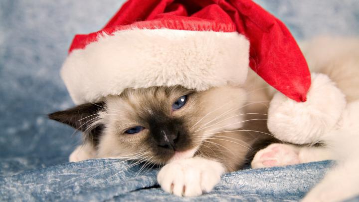 [44+] Grumpy Cat Desktop Wallpaper 