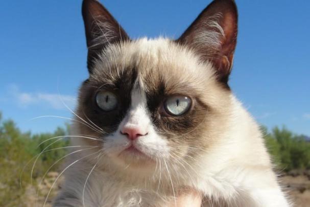 Grumpy Cat wallpaper \u00b7\u2460 Download free stunning HD backgrounds for 