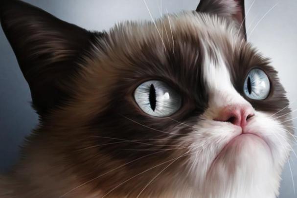 Grumpy Cat wallpaper \u00b7\u2460 Download free stunning HD backgrounds for 