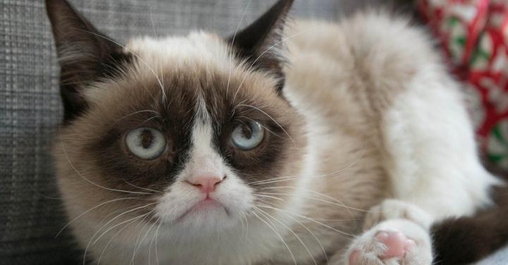 Grumpy Cat Meme Wallpaper -