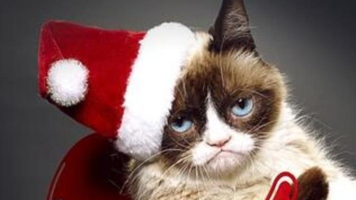 Grumpy Cat Wallpapers (58+ background pictures)
