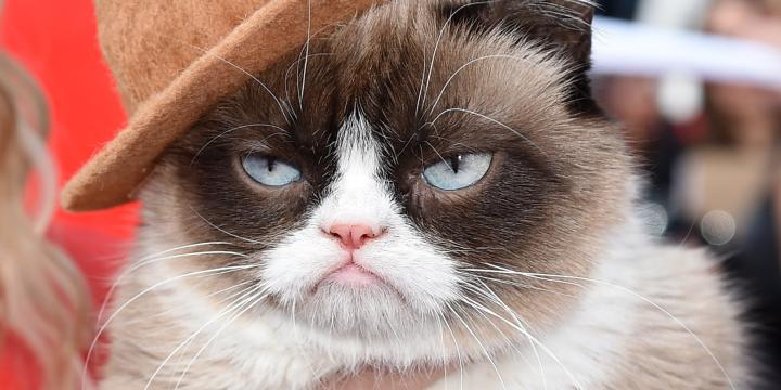 [50+] Grumpy Cat Galaxy Wallpaper 