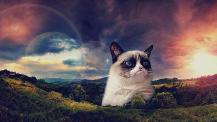 Angry Cat Desktop Wallpapers - Top Free Angry Cat Desktop Backgrounds 
