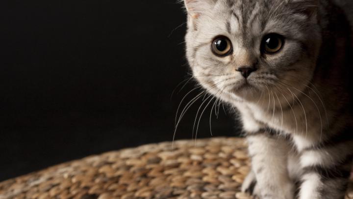 [40+] Cat Wallpapers HD 1920x1080 