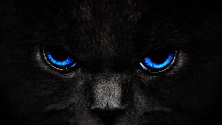 [40+] Cat Wallpapers HD 1920x1080 
