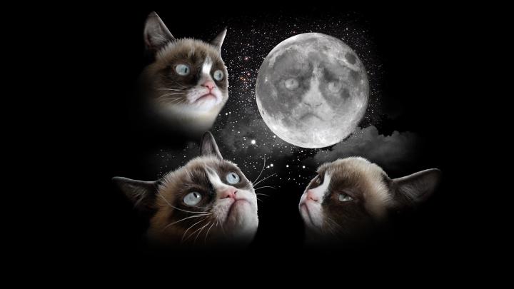 Grumpy Cat Halloween Wallpaper -