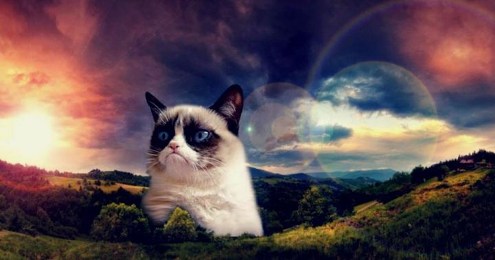 Grumpy Cat Wallpaper 1920X1080 | Wallpapers Gallery