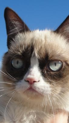 Grumpy Cat Galaxy Wallpaper -