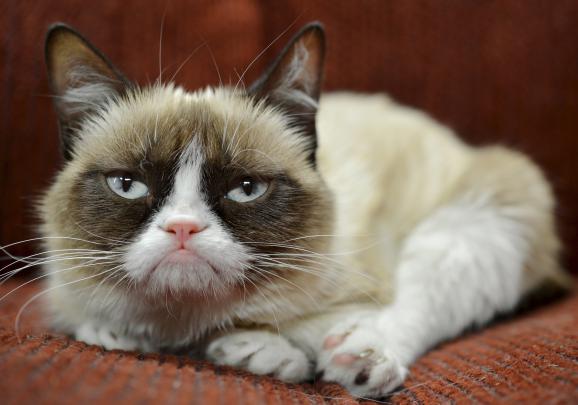 Grumpy Cat wallpaper \u00b7\u2460 Download free stunning HD backgrounds for 