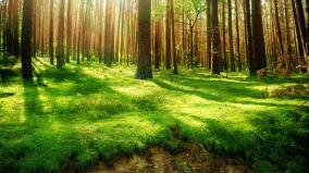 Green Forest Wallpaper 1920x1080