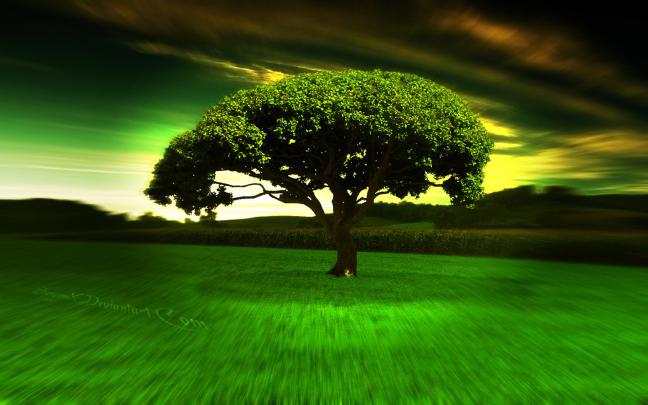 Free HD Widescreen Wallpapers 1080p -