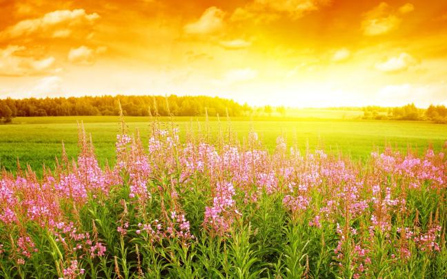 Summer Nature Wallpaper (56+ images)