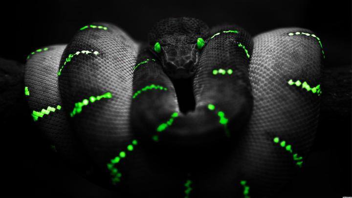 #snake #reptile digital art #1920x1080 snake ultra hd #4K #1080P # 