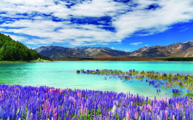 [74+] New Zealand Desktop Wallpaper 