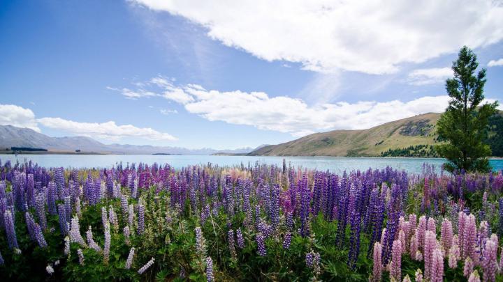 New Zealand Wallpapers - Top Free New Zealand Backgrounds - WallpaperAccess
