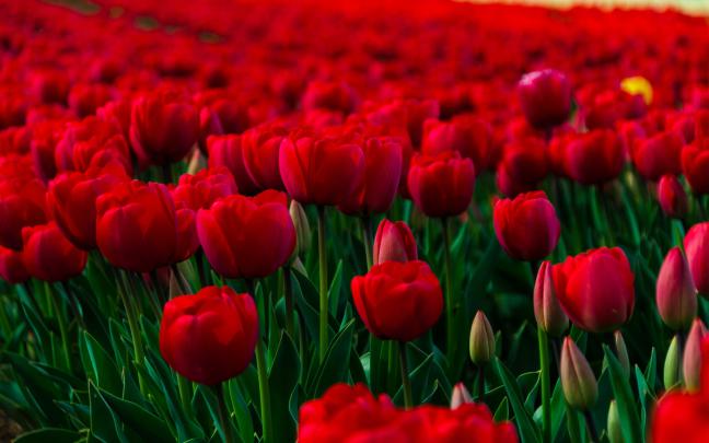 Nice Pictures for Desktop Background (73+ images)