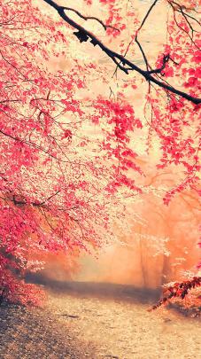 Hd Nature Wallpapers For Android Mobile Free Download : Find best 