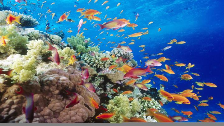 Underwater Wallpaper Download Free