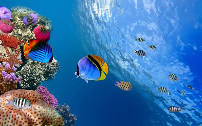 HD Underwater Wallpaper -
